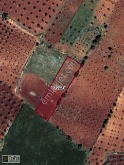 Tesfen Gayrimenkulden Polateli Söğütlüde Yatırımlık Satılık Bağ