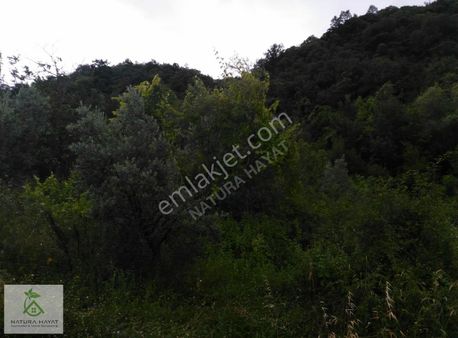 İznik Çampınar Köyünde, Göl Manzaralı Zeytinlik...