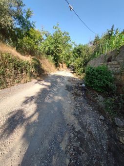 Yenigürle'de Yola Cephe Satılık Zeytinlik