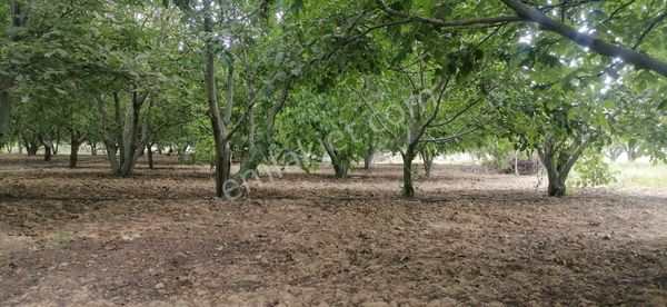 Ladikte Yetişmiş Ağaçlarıyla Süper Bahçeli Ev