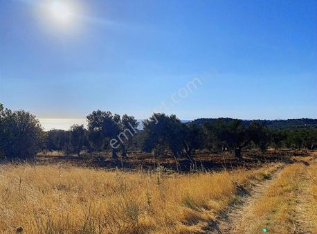 Ezine Tavaklı Köyü'nde Denize 500 M Deniz Manzaralı Zeytinlik