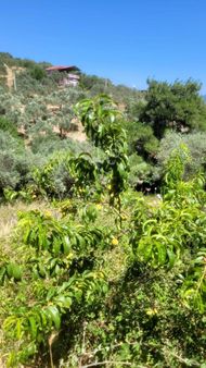 Torbalı Dağkızılcık Ta Tek Tapu Eletrik Su Abonelığı Var Satılık