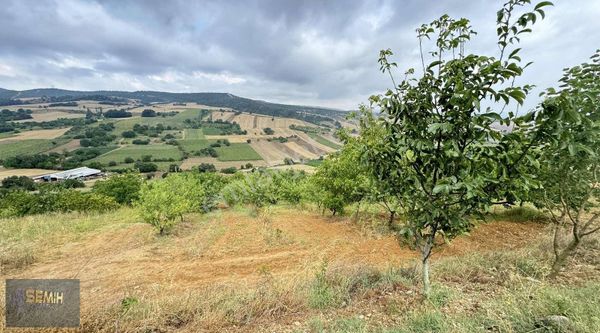 Semih'den Alaylıda Köy Yanı 2800 M2 Bol Çeşitli Meyve Bahçesi