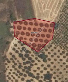 Gaziköyde Satılık Zeytinlik