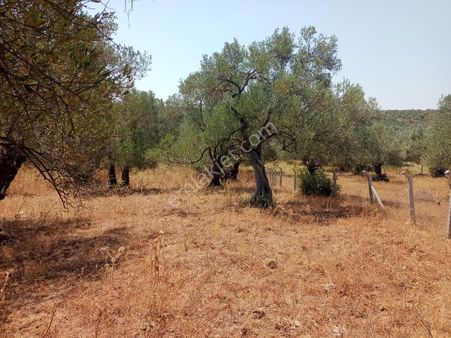 Ayvalık Otogar'a 1,4 Km Mesafede Satılık Zeytinlik