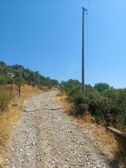 Çiniliköy'de Manzaralı Zeytinli Tarla Satılıktır