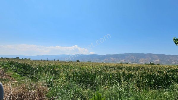 Mükemmel Silajlık Mısır Tarlası