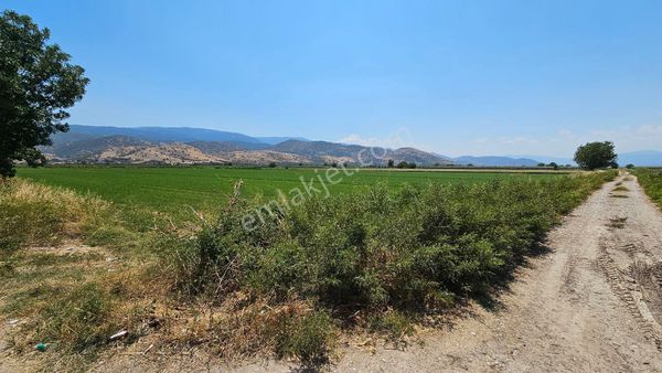 Fiyat Düstü !!! Bozdoğan Yolu 50 M Yonca Tarlasi