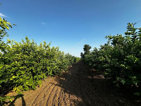 Tarsus Yenıcede Satlık Bahce
