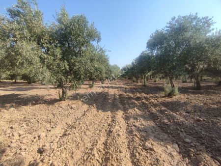 Utku İnş Gayrimenkulden Manisa Akhisar Karasonya Mah Satılık Zeytinlik