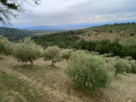 Manisa Akhisar Da Satılık 13.000 M2 Yetişkin Trile Zeytinlik 1.950.000 Tl