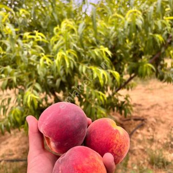 Sezgin Emlak Tan Ulaş Mahallesinde 11143 M2 Satılık 4 Yaşında Şeftali 🍑 Bahçesi
