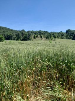 Bilecik Merkez Kurtköy,de 14,673 M2 Acil Satılık Tarla