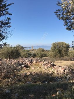 ✅cennet Gayrimenkul’den İzmir Dikili’de Zeytinlik