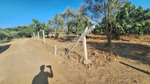 Torbalı Dağkızılçada Satılık 3800 M² Lik Tapulu Zeytinlik