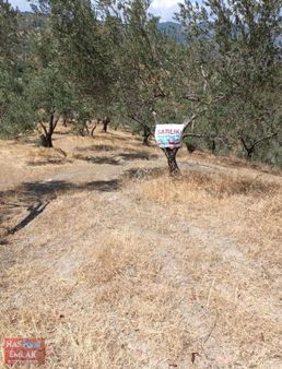 Çanakkale Ayvacık Küçükkuyu Küçükçetmi Köyünde 27dönüm Zeytinlik