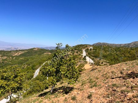 Emsal Gayrimenkul'den Dallık Da Satılık Cevizlik
