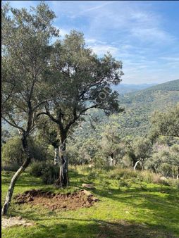 Bayındır Satılık Zeytinlik 713 M2 40 Ağaçlı