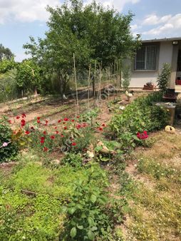 Seyitahmet Mahallesinde 2000 M2 İçinde 1+1 Ev Bulunan Satılık Zeytinlik