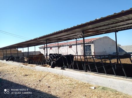 Niğde Bor Acıgöl Mahallesinde Satılık Çiftlik Evi Büyükbaş Hayvan Besleme Çiftliği Ve Arazisi