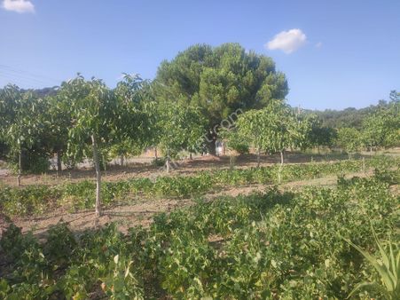 Utku İnş Gayrimenkulden Manisa Akhisar Sarnıç Köyünde 37 Dönüm Satılık Badem Bahcesi