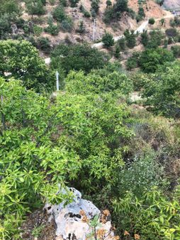 Nazilli Aşağıyakacık Mah Satılık Tarla 1500m2