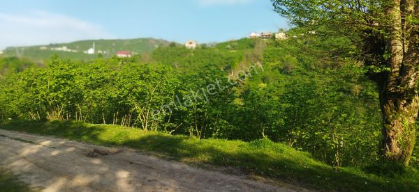 Yavuz Gayrimenkul'den Satılık Müstakil Tapulu Fındık Bahçesi