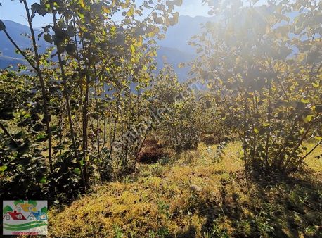 Akçaköyde Satılık Fındık Bahçesi