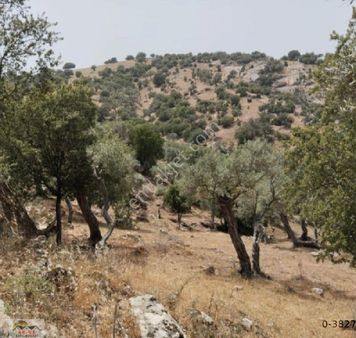 Söke Karacahit Köyü 11 Dönüm Aciiil Satılık Zeytinlik
