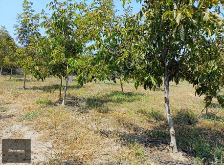 İznik Güven Emlaktan Satılık Ceviz Bahçesi.