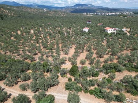 Poyraz Gayrimenkul'den Zeytinli'''de Satılık Yatırımlık Zeytinlik