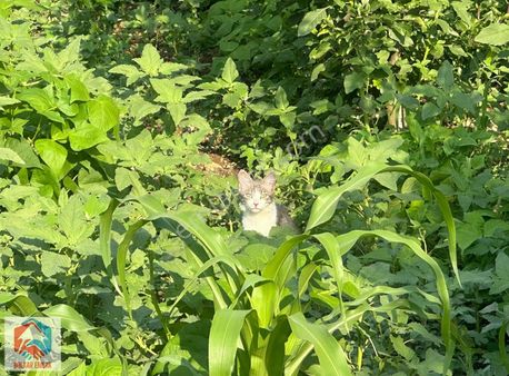 Arslanköy'de Muhteşem Konumda Satılık 947 M² Arsa