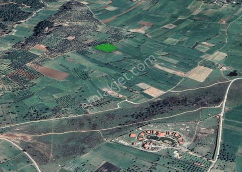 Stonia Bodrum Tatil Köyüne 7 Dakika Mesafede Satılık Zeytinlik