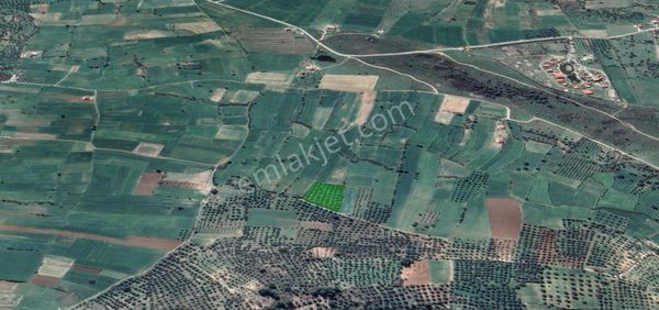 Stonia Bodrum Tatil Köyüne 7 Dakika Mesafede Satılık Zeytinlik