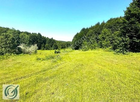Bilecik Merkez Kavaklı Mah Yolu Olan Arazi Arkası Orman