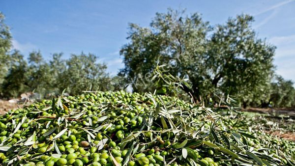 Gemlik Adliye Köyünde Satılık Zeytinlik 4755m2. Yol Su Var