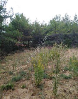 Dublex Mesken Villalık Acil Satılık