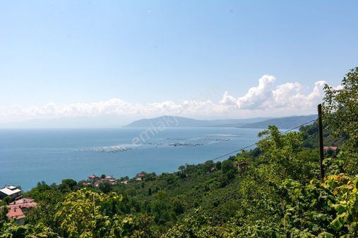 Ordu Perşembe Kaleyaka Mah. 4579m² Satılık Fındık Bahçesi Tek Müstakil Tapu