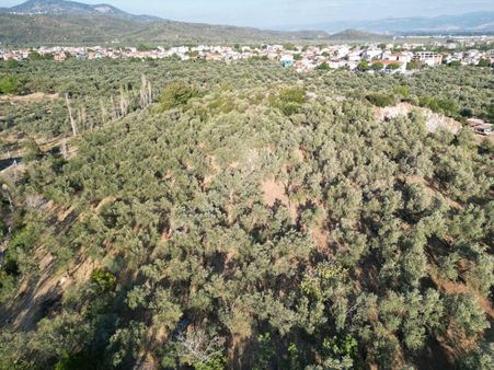 Sabri Pınarbaşı 'dan Zeytinli'de İmara Yakın Satılık Zeytinlik