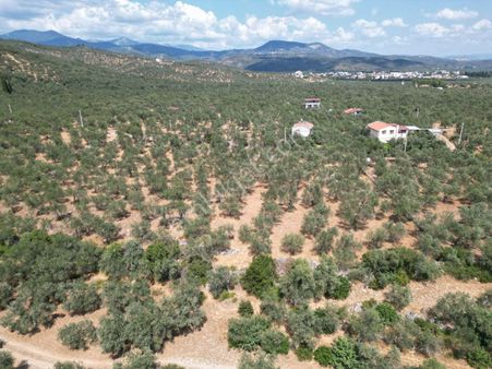 Sabri Pınarbaşı'dan Zeytinli'de Satılık Yatırımlık Zeytinlik