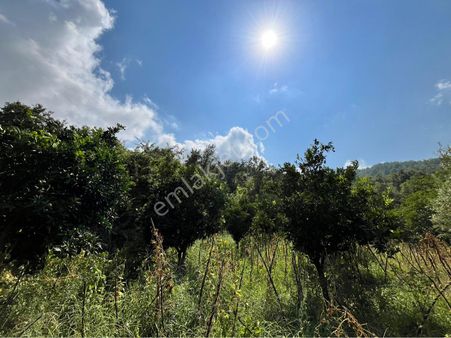 Paşaköy Mahallesi Satılık 2 Parsel