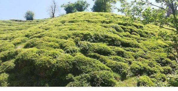 Premar Satılık Arazi-çay Bahçesi -trabzon/of/kireçli