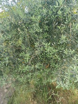 Bergama Tırmanlar Köyünde Satılık Zeytinlik