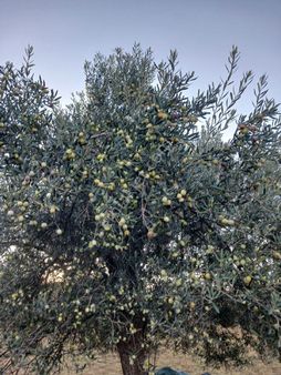 Bergama Göçbeyli Köyünde Satılık Zeytinlik