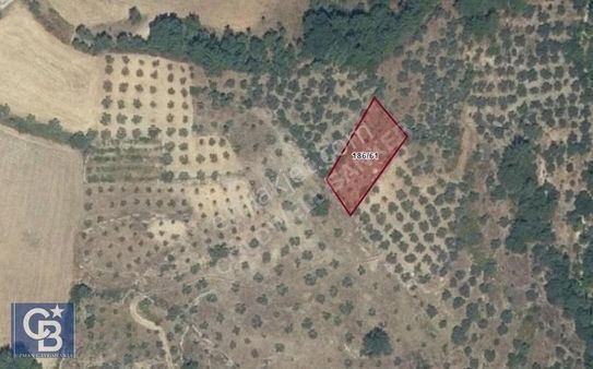 Muğla Menteşe Algı'da Köye Yakın 707 M2 Fırsat Zeytinlik