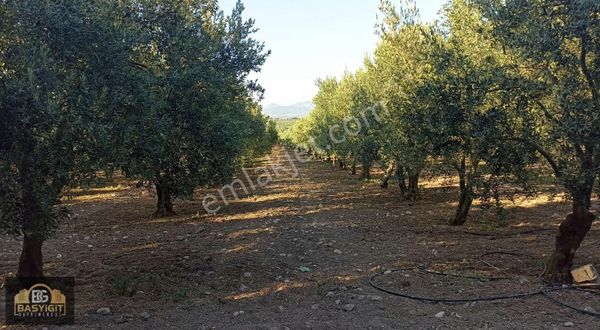 Bekirler Mh. Elektrik,su Ve Damı Olan 14700 M² Satılık Zeytinlik