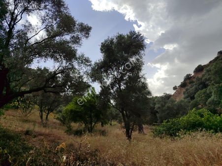 Tombul Emlaktan Sailer Mahallesinde Satılık Zeytinlik