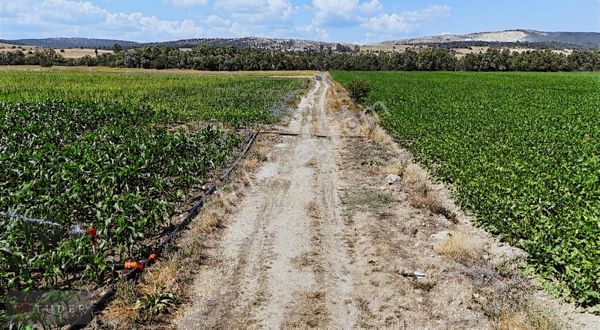 Bozüyük Kandilli'de 6095 M2 Yola Cephe Sulak Tarla