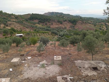 Manisa Salihli Camurhamamları Mah.5900m² Satılık Zeytinlik