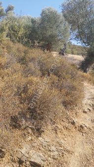 Seferihisar Beyler Köyünde Zeytin Ağaçlı Tarla